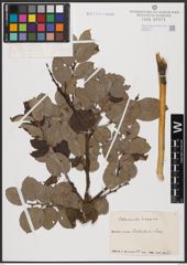 Foto von Salix aurita L. x Salix caprea L.